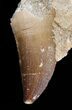 Mosasaur (Prognathodon) Teeth In Matrix #43898-3